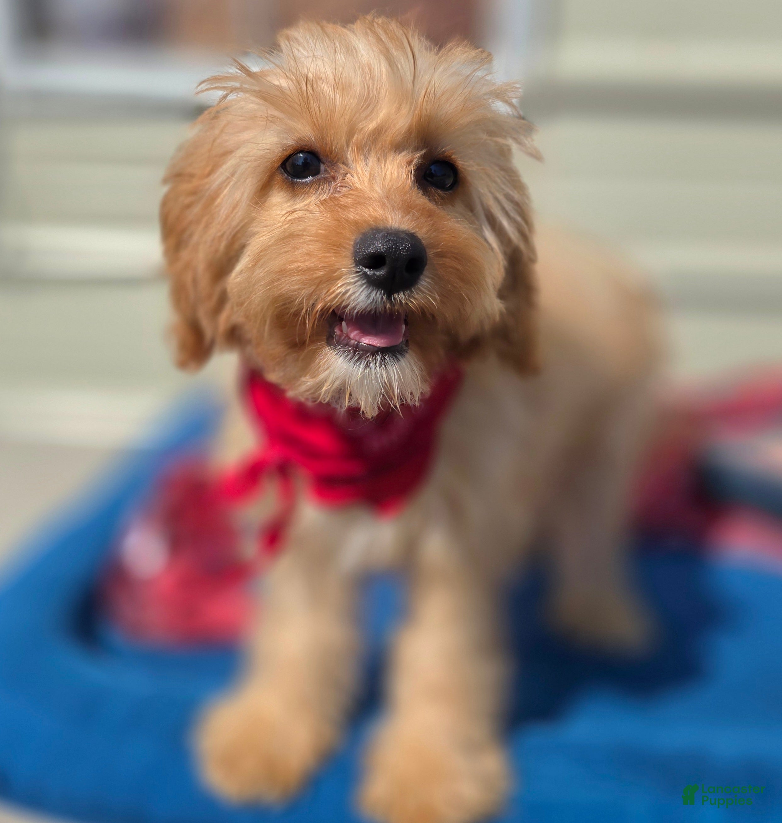 Cavapoo dogs Miles - Ad 31