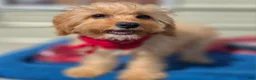 Cavapoo dogs for sale: Miles - Ad 1