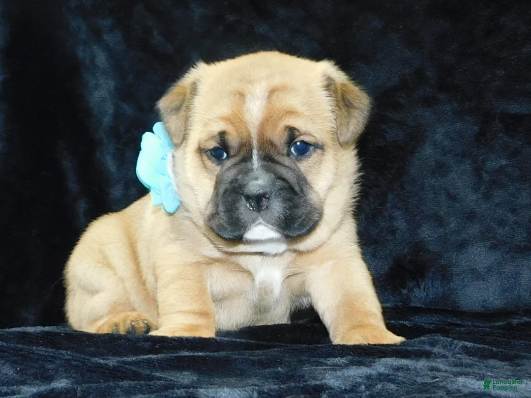 Mixed Breed dogs for sale: Rowdy - Ad 3