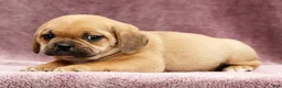 Puggle dogs for sale: Charlie - Ad 5