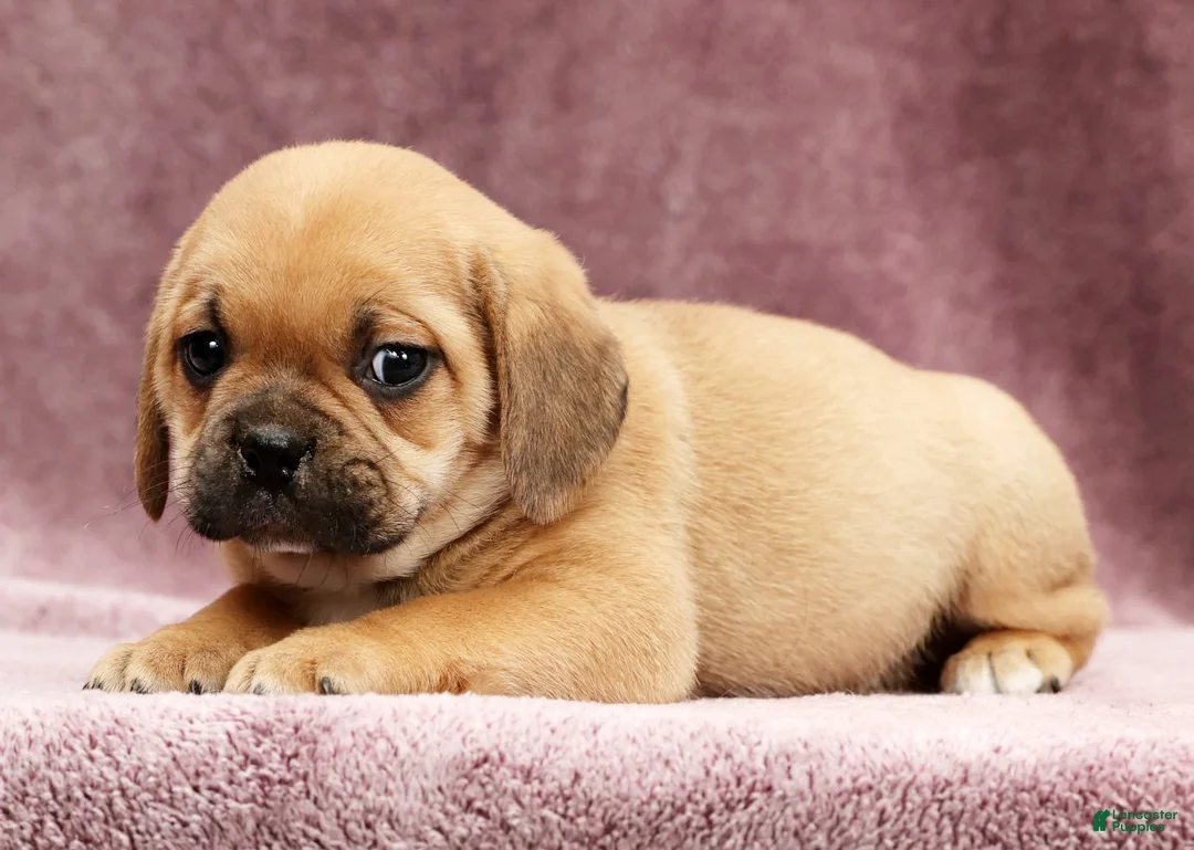 Puggle dogs for sale: Charlie - Ad 5