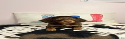 Miniature Dachshund dogs for sale: Dunkin - Ad 2