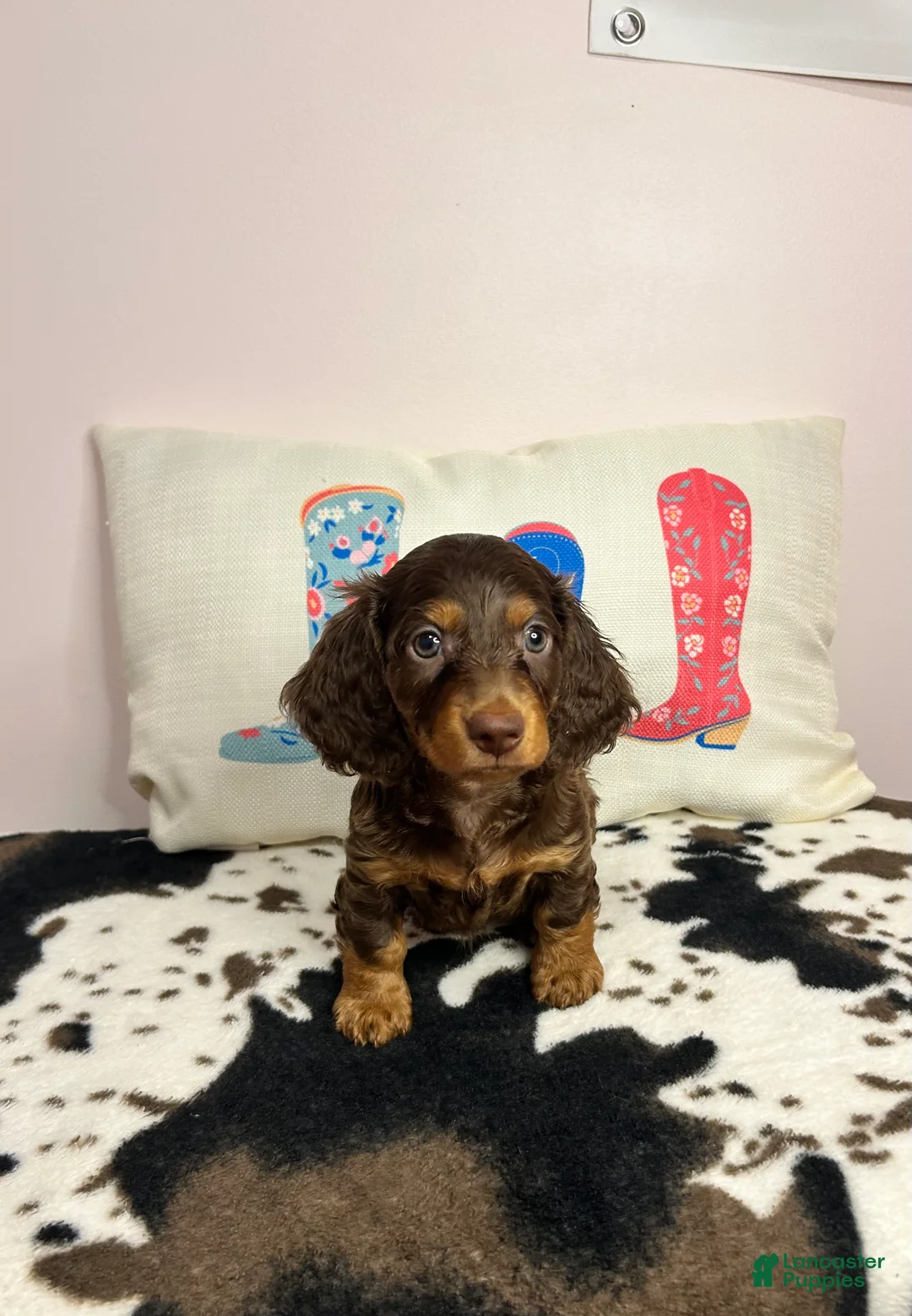 Miniature Dachshund dogs for sale: Dunkin - Ad 2