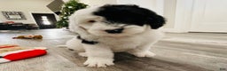 Sheepadoodle dogs for sale: Sheepadoodle Puppy 1 - Ad 2