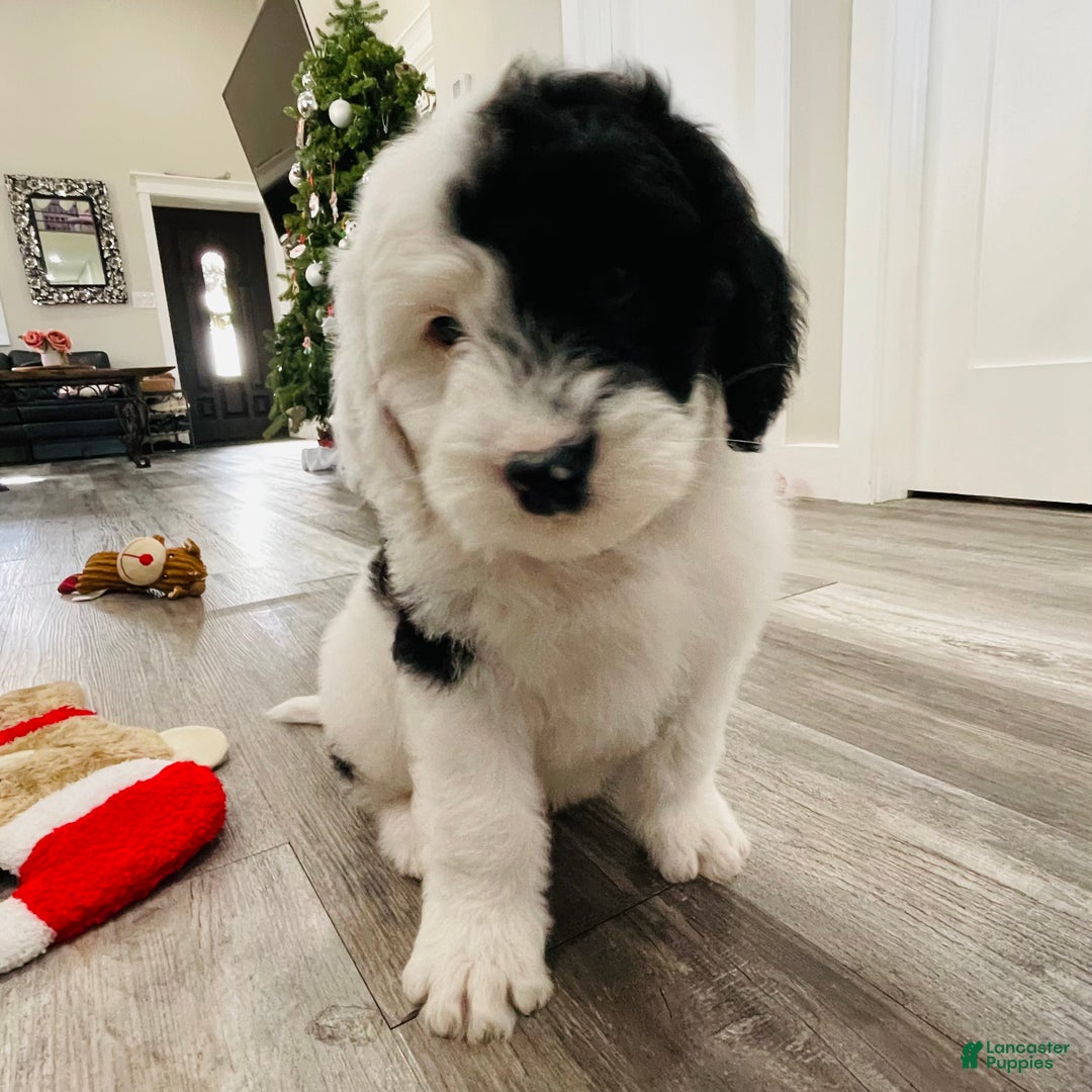 Sheepadoodle dogs for sale: Sheepadoodle Puppy 1 - Ad 2