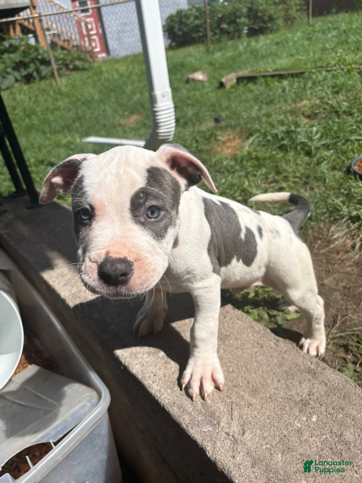 Mixed Breed dogs Papi - Male - Ad 8