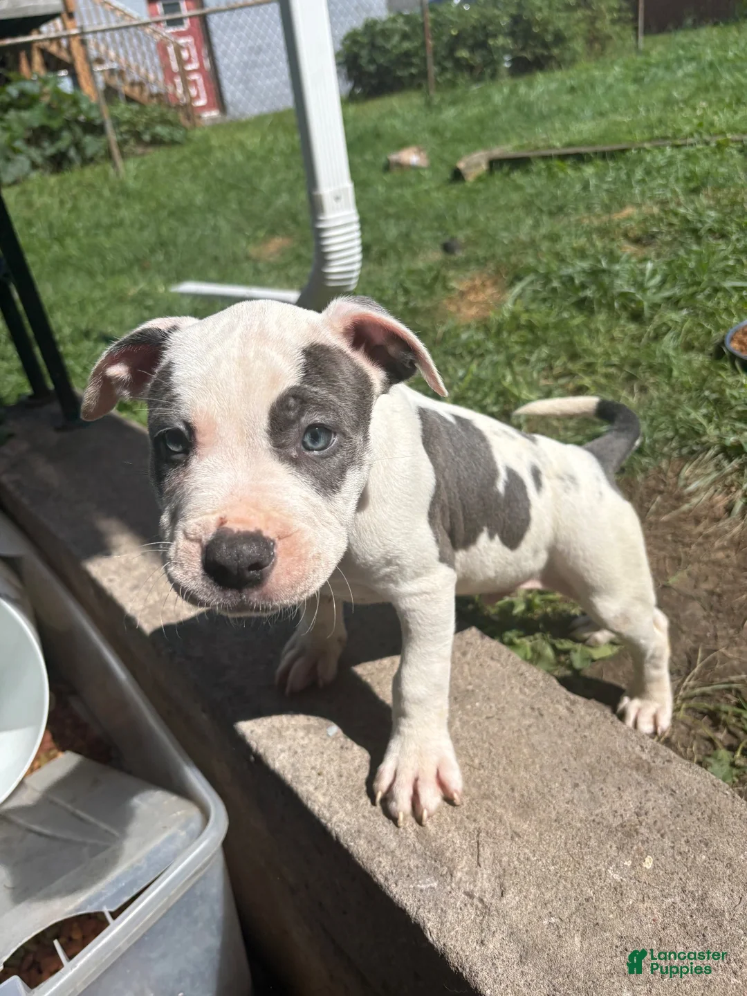 Mixed Breed dogs for sale: Papi - Male - Ad 1