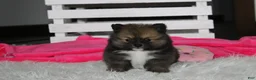 Pomeranian dogs for sale: Bailey  - Ad 5