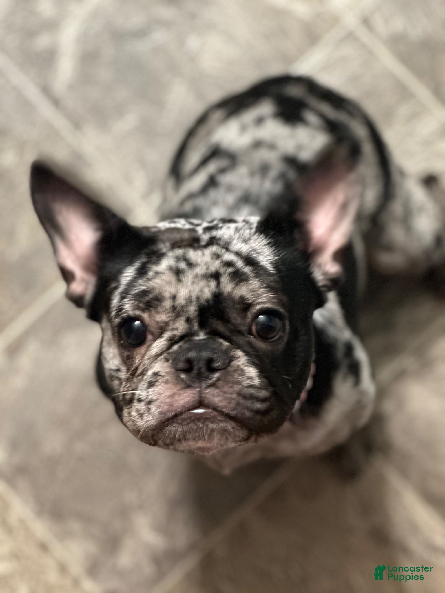 French Bulldog dogs French Bulldog 4 - Ad 40