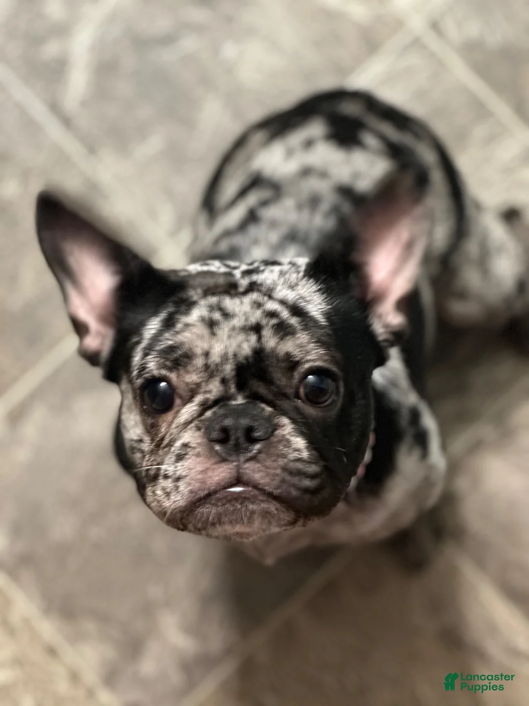 French Bulldog dogs for sale: French Bulldog 4 - Ad 1