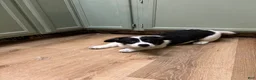 American Corgi dogs for sale: Bella - Ad 2