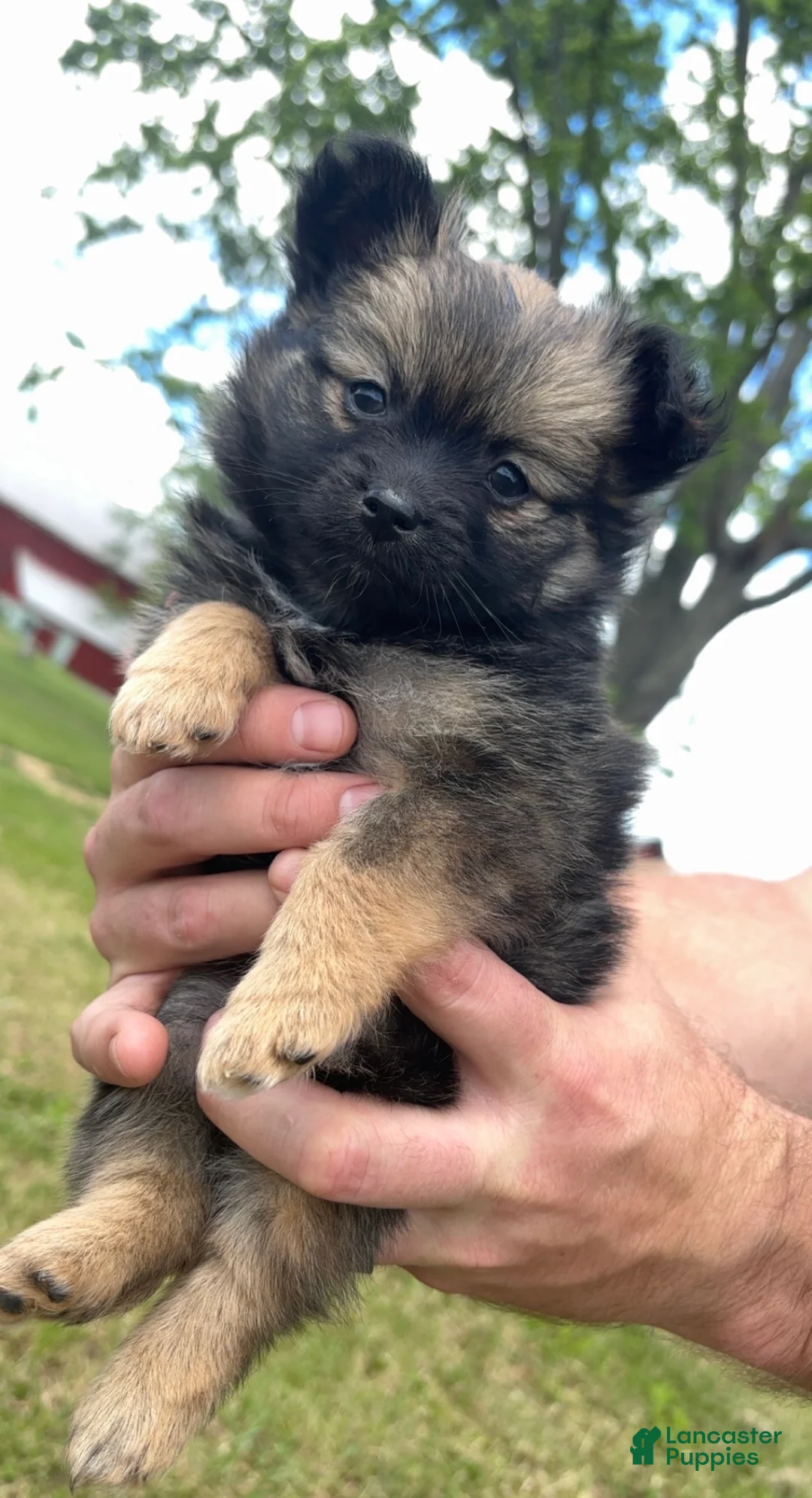 Pomeranian dogs for sale: Savannah  - Ad 1