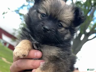Pomeranian dogs for sale: Savannah - Ad 1