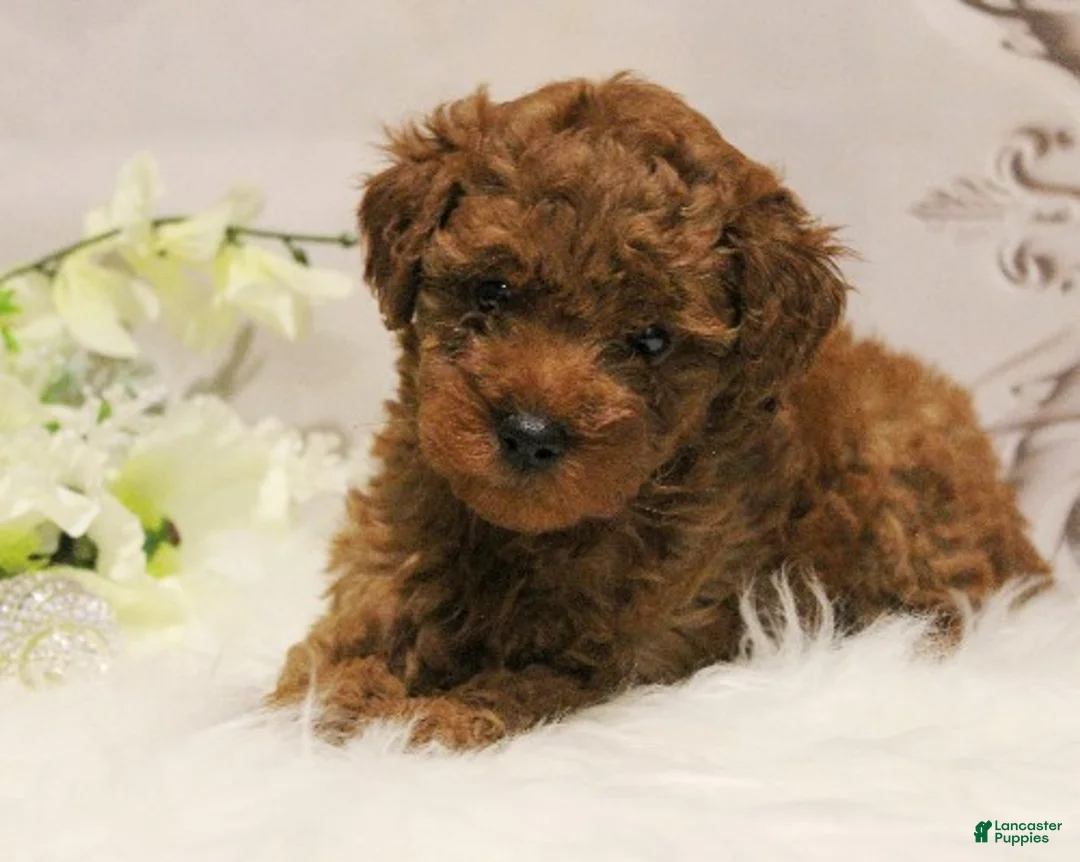 Toy Poodle dogs for sale: Sugar Plum  - Ad 2