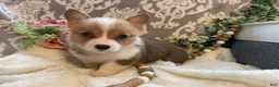 Welsh Corgi Pembroke dogs for sale: Stella - Ad 6