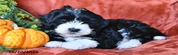 Aussiedoodle dogs for sale: Alexis  - Ad 4