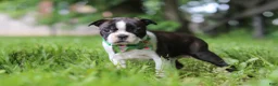 Boston Terrier dogs for sale: Meadow - Ad 4