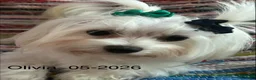 Maltese dogs for sale: Maltese 1 - Ad 5
