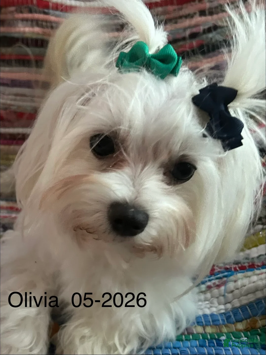 Maltese dogs for sale: Maltese 1 - Ad 5