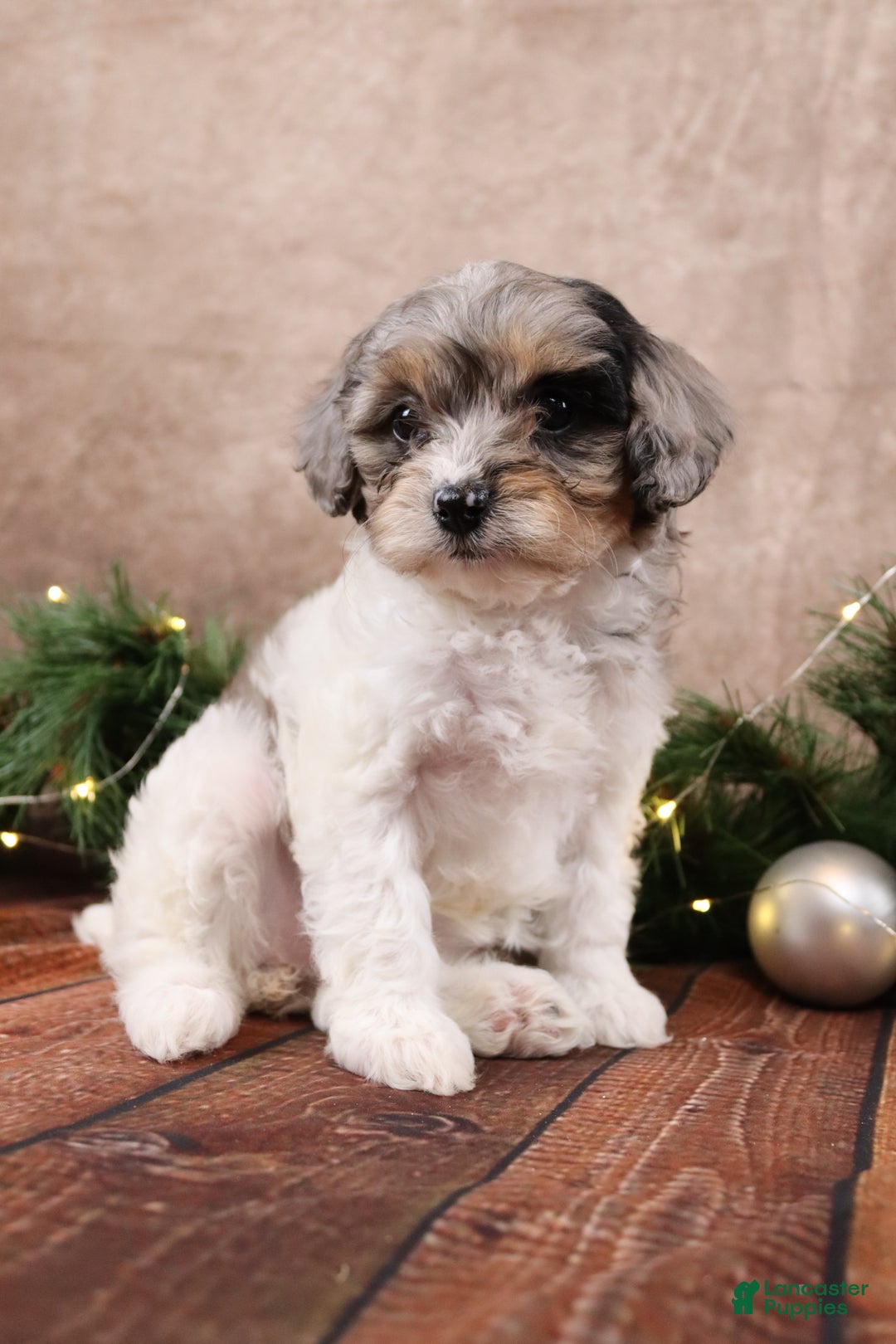 Cavapoo dogs for sale: Angel - Ad 4