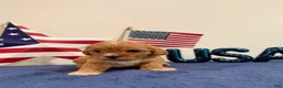 Cavapoo dogs for sale: Sparkler - Ad 3