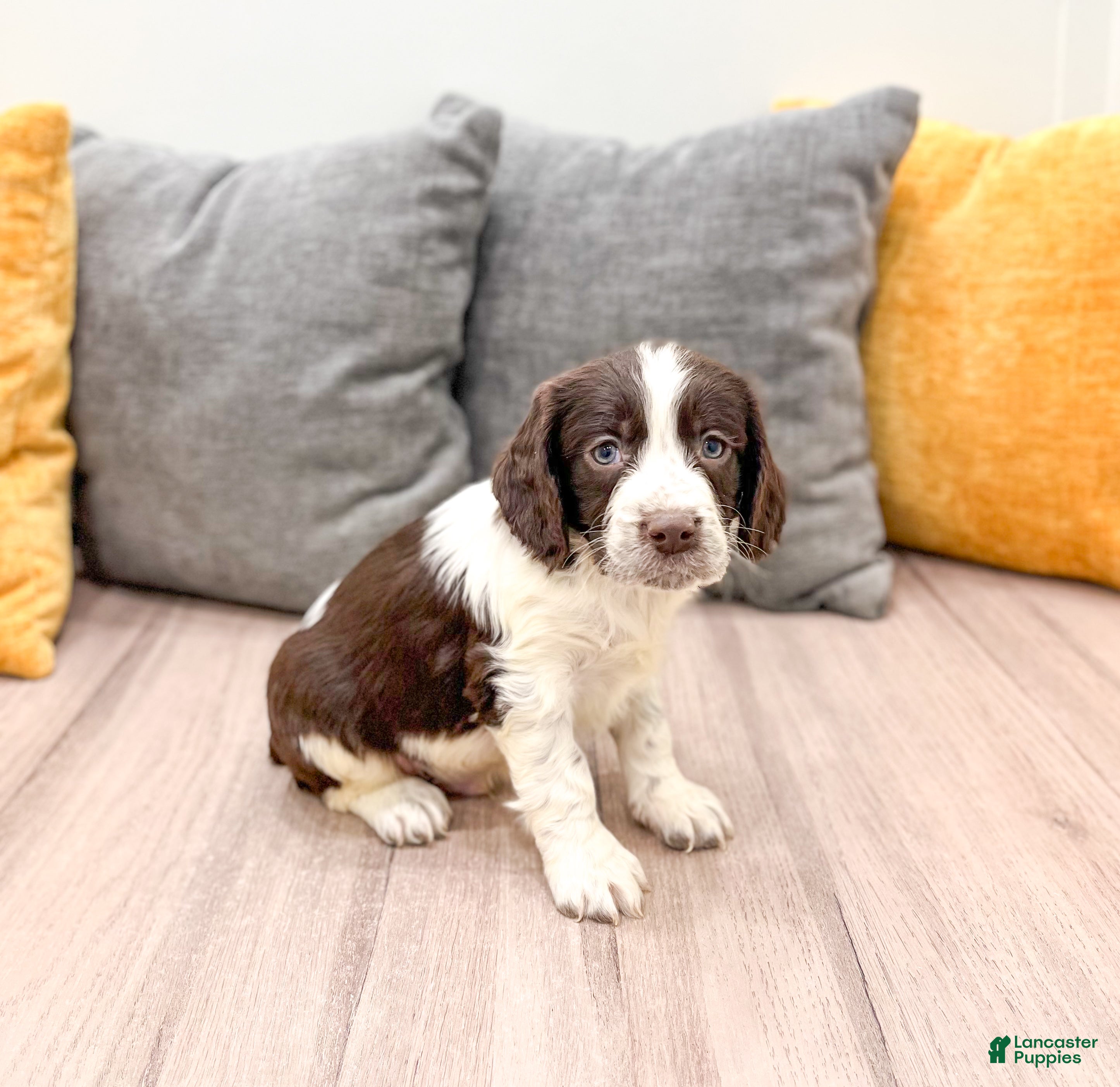 English Springer Spaniel dogs Enzo - Ad 4