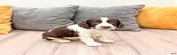English Springer Spaniel dogs for sale: Enzo - Ad 1