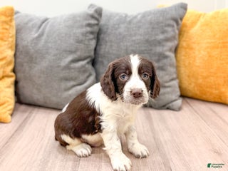 English Springer Spaniel dogs Enzo - Ad 3