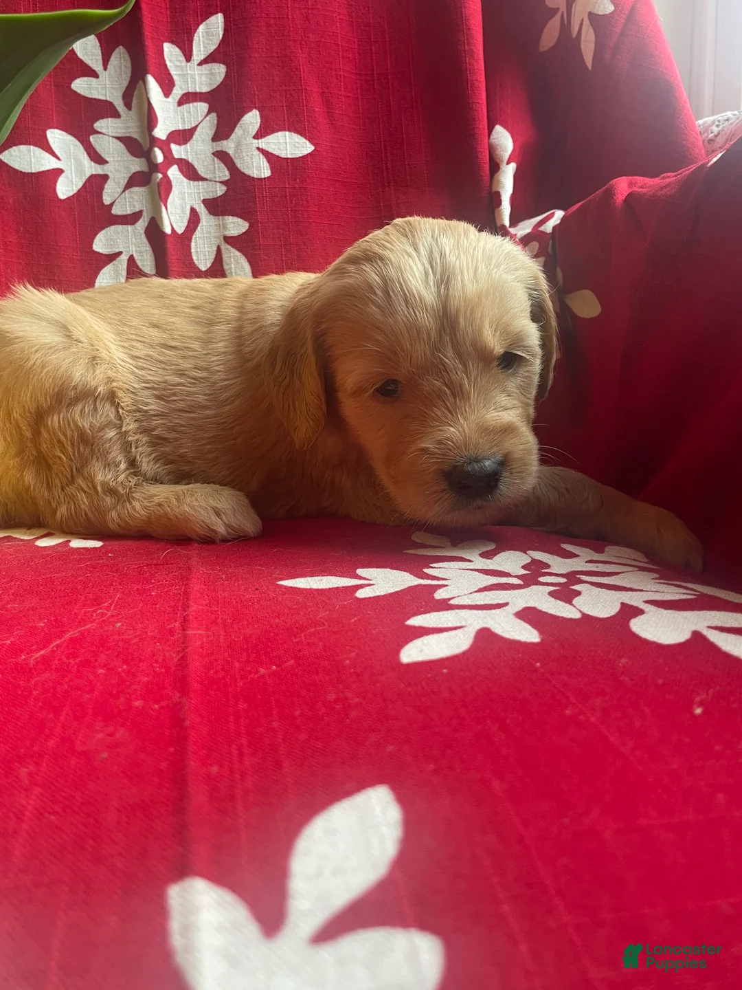 Goldendoodle dogs for sale: Goldendoodle Puppy 8 - Ad 2