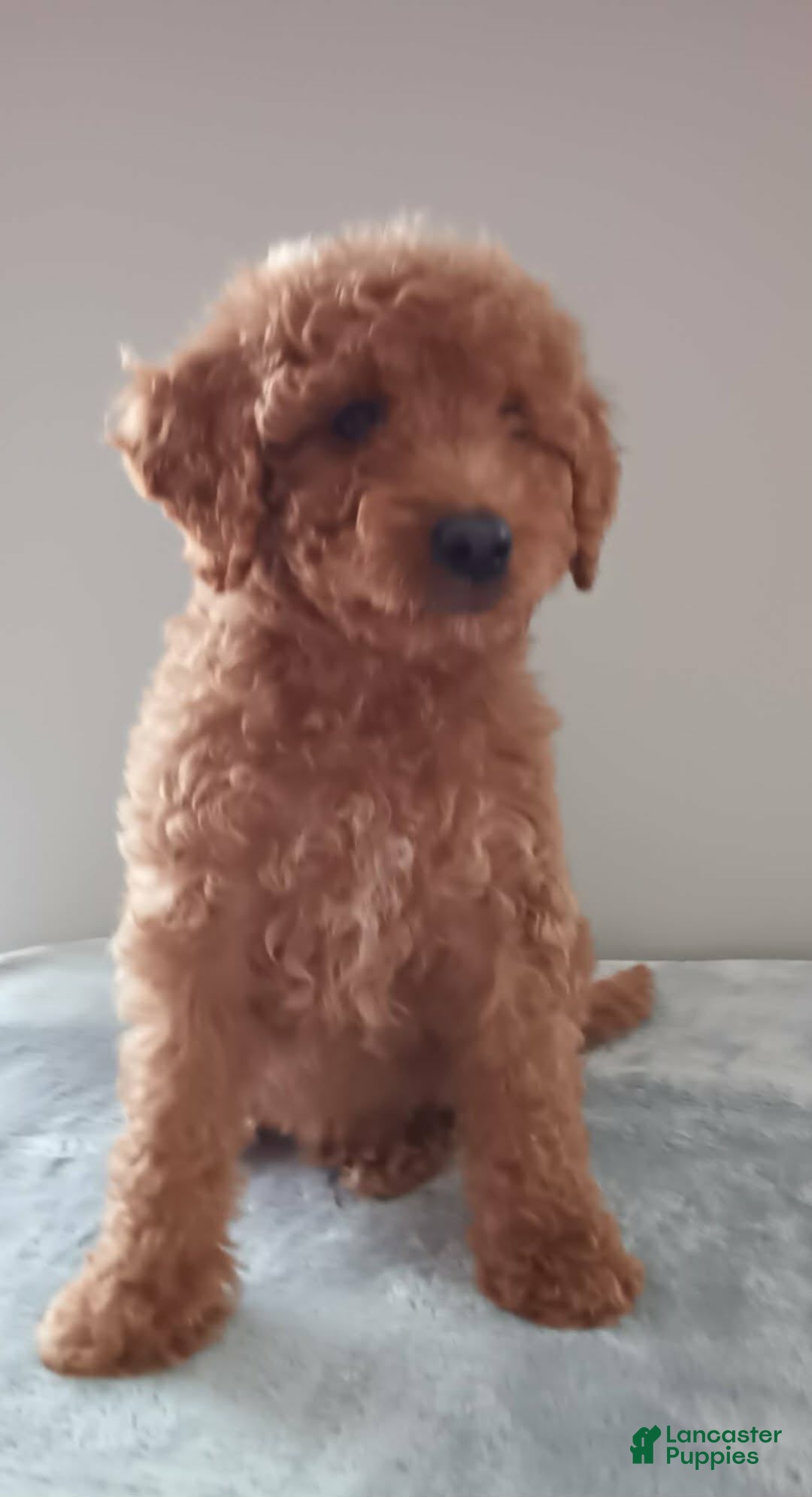 Goldendoodle dogs for sale: Little Bear  - Ad 2