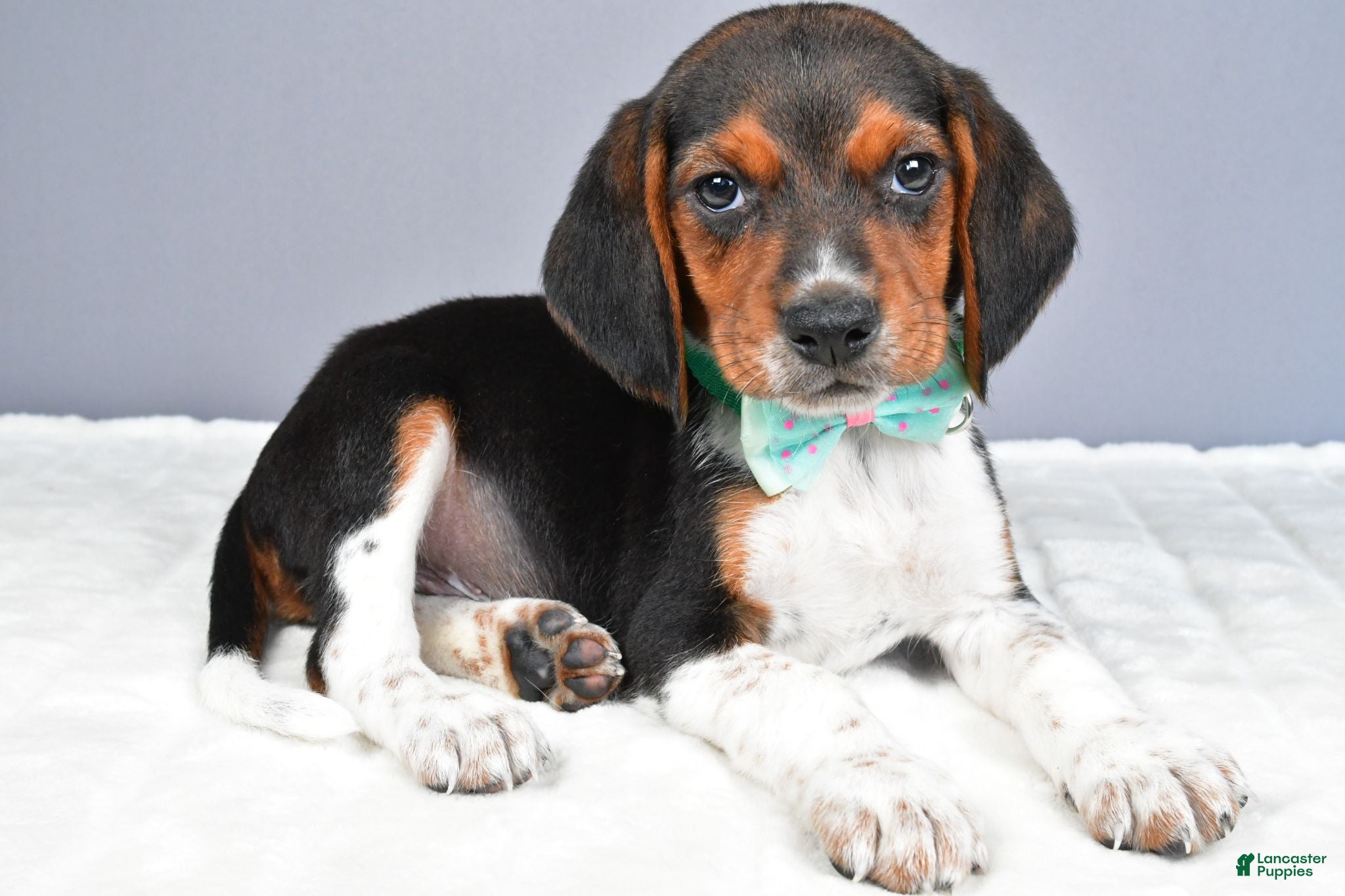 Beagle dogs Odell - Ad 2