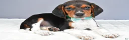 Beagle dogs for sale: Odell - Ad 2