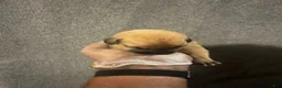 South African Boerboels dogs for sale: Billy The Kid - Ad 3