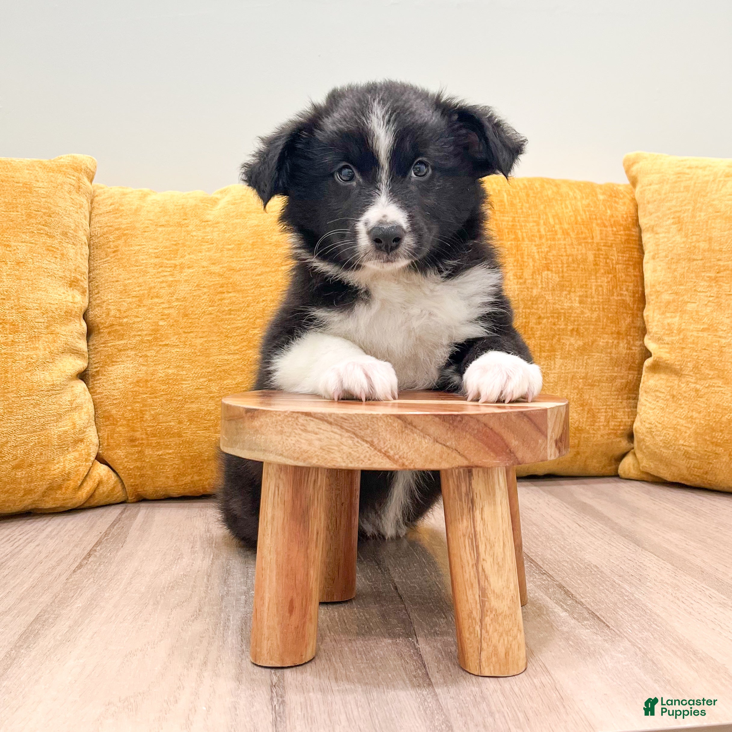 Australian Shepherd dogs Olivia - Ad 2