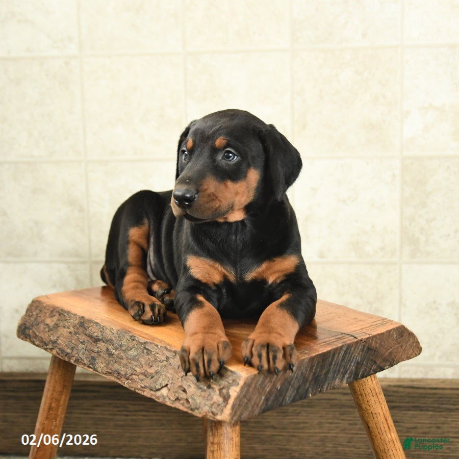 Doberman Pinscher dogs Flora   - Ad 2