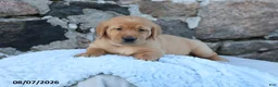 Goldador dogs for sale: Honda - Ad 4