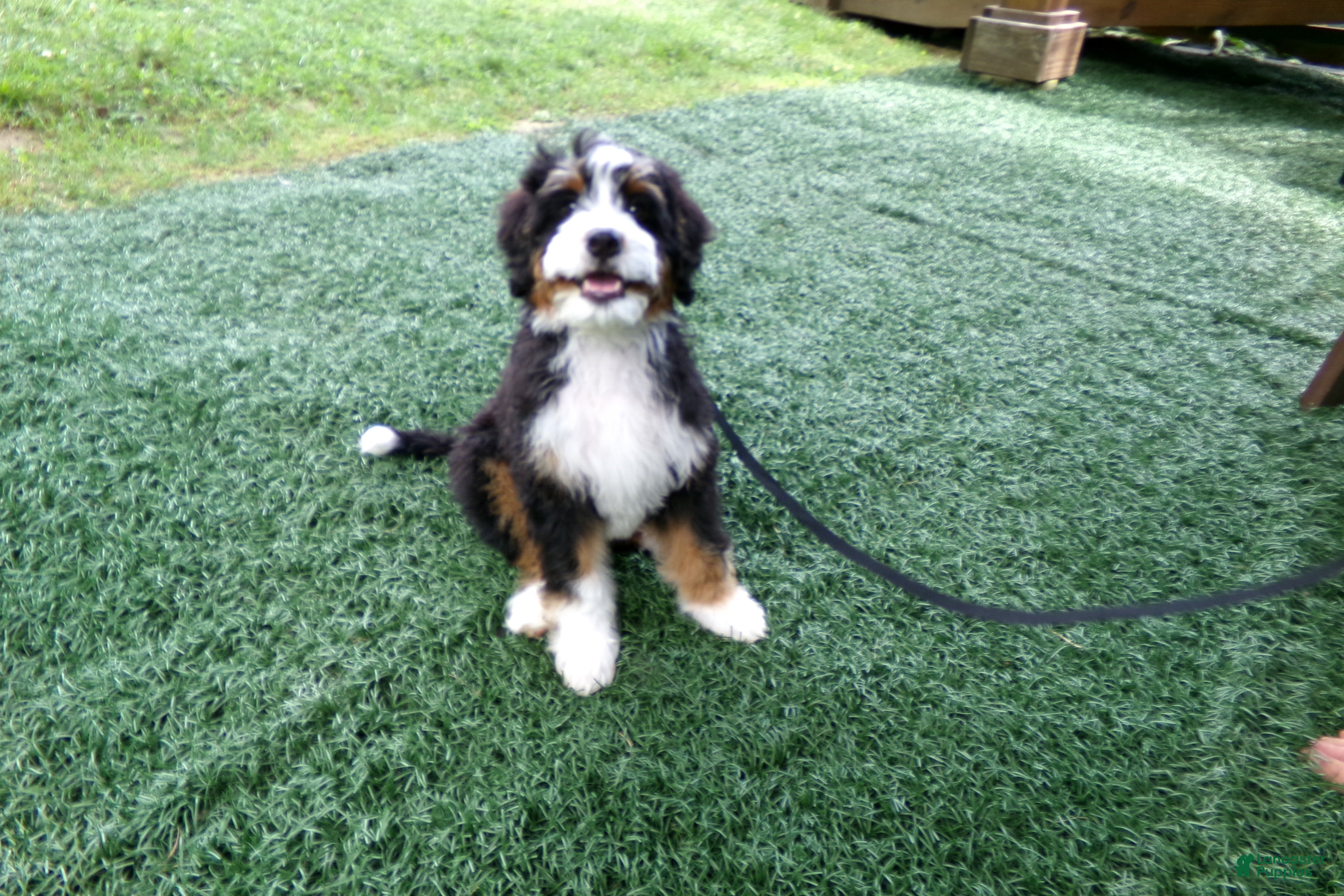 Mini Bernedoodle dogs Blake - Ad 2