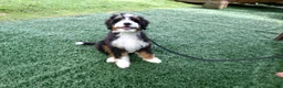 Mini Bernedoodle dogs for sale: Blake - Ad 2