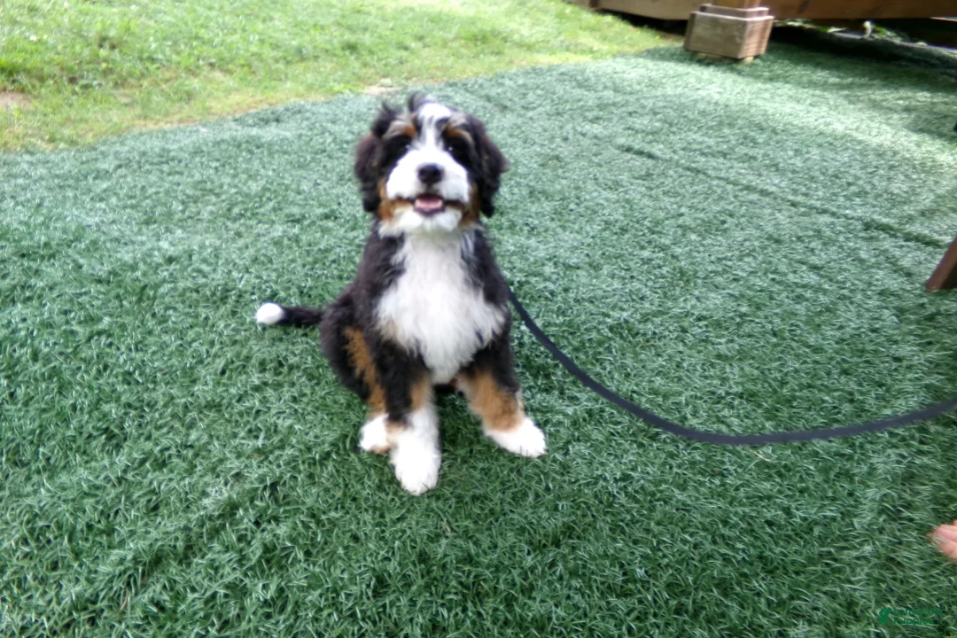 Mini Bernedoodle dogs for sale: Blake - Ad 2