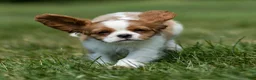 Cavalier King Charles Spaniel dogs for sale: Ranger Cavalier King Charles Spaniel  - Ad 4