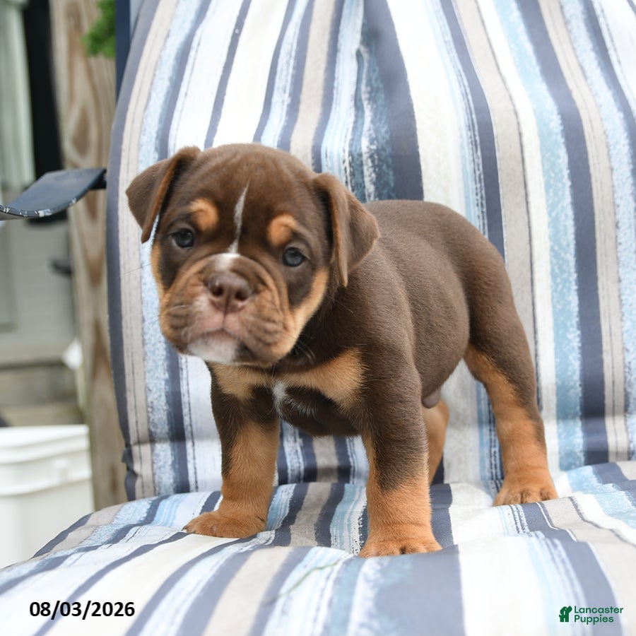 Olde English Bulldogge dogs Poncho - Ad 2
