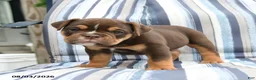 Olde English Bulldogge dogs for sale: Poncho - Ad 2
