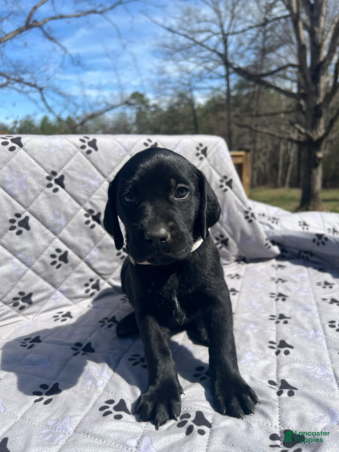 Mixed Breed dogs for sale: Mixed Breed Puppy 6 - Ad 1