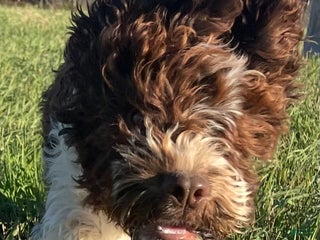 Mixed Breed dogs Teddy - Ad 14