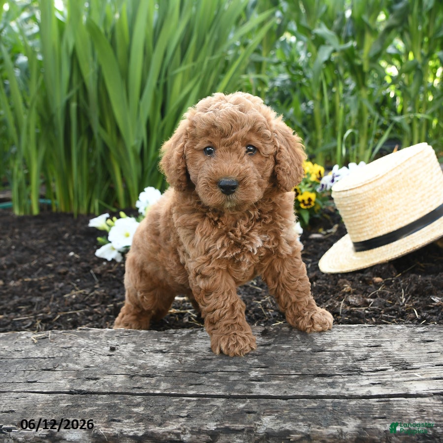 Miniature Poodle dogs Nova - Ad 1