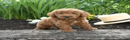 Miniature Poodle dogs for sale: Nova - Ad 1