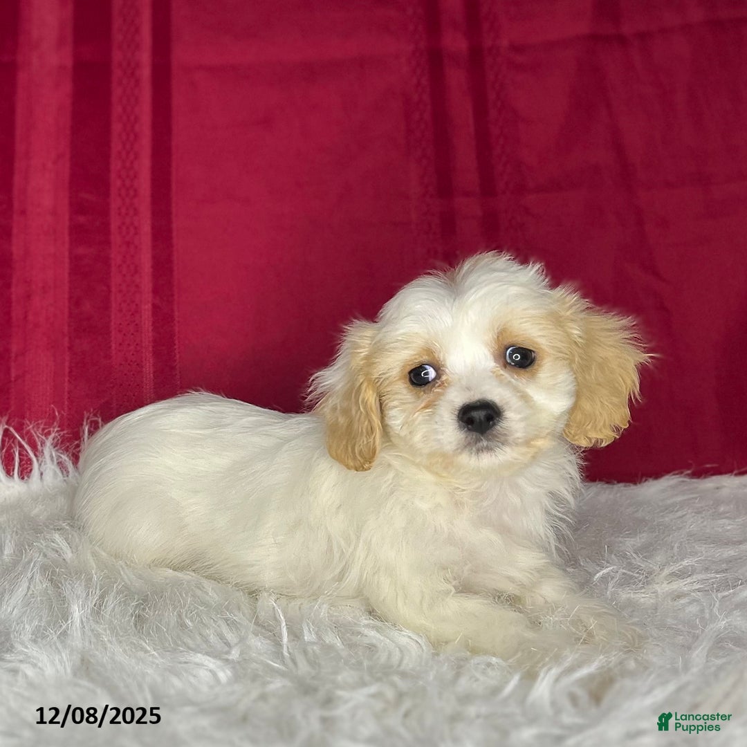Cavachon dogs for sale: April - Ad 3