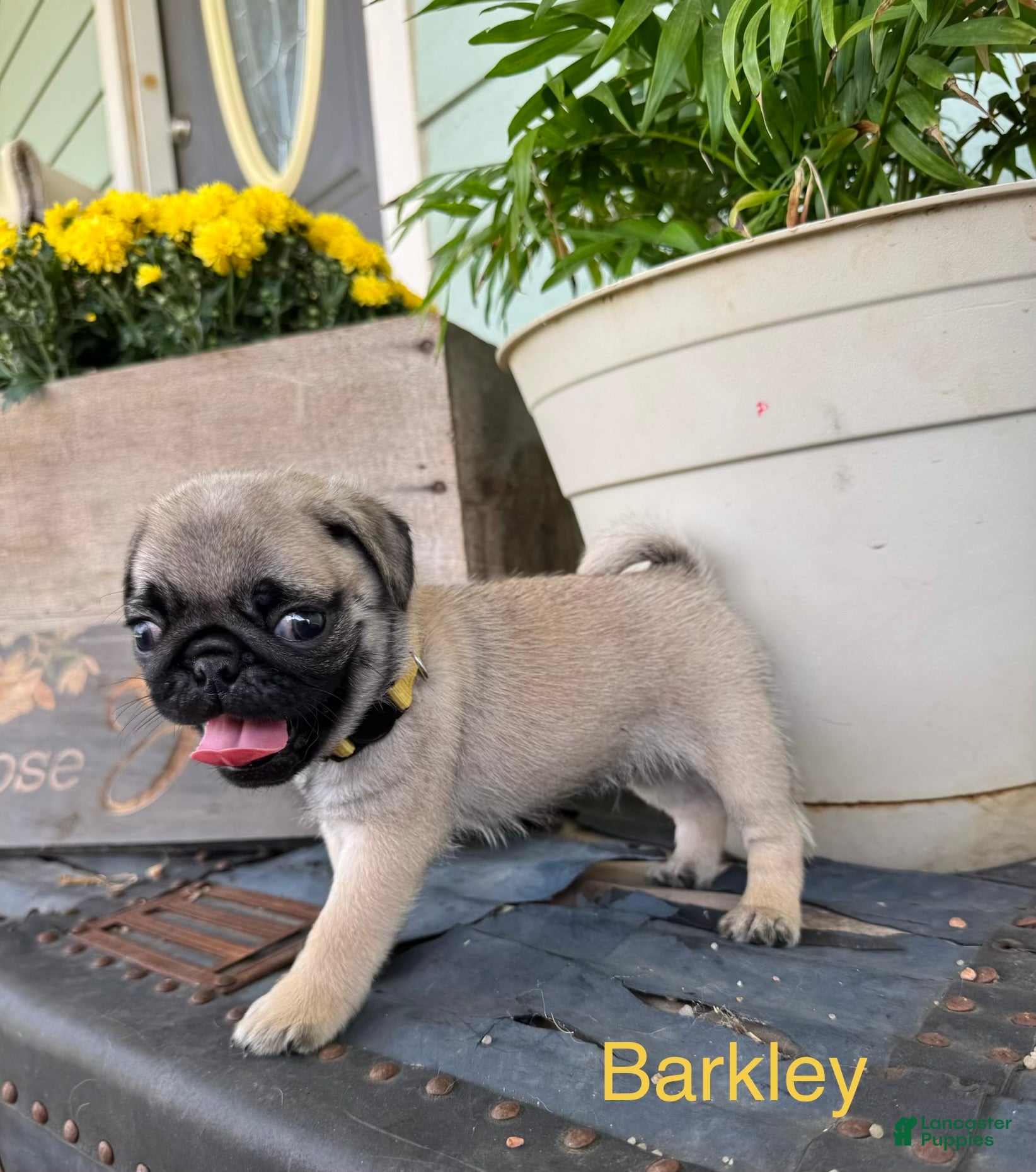 Pug dogs AKC, Barkley - Ad 2