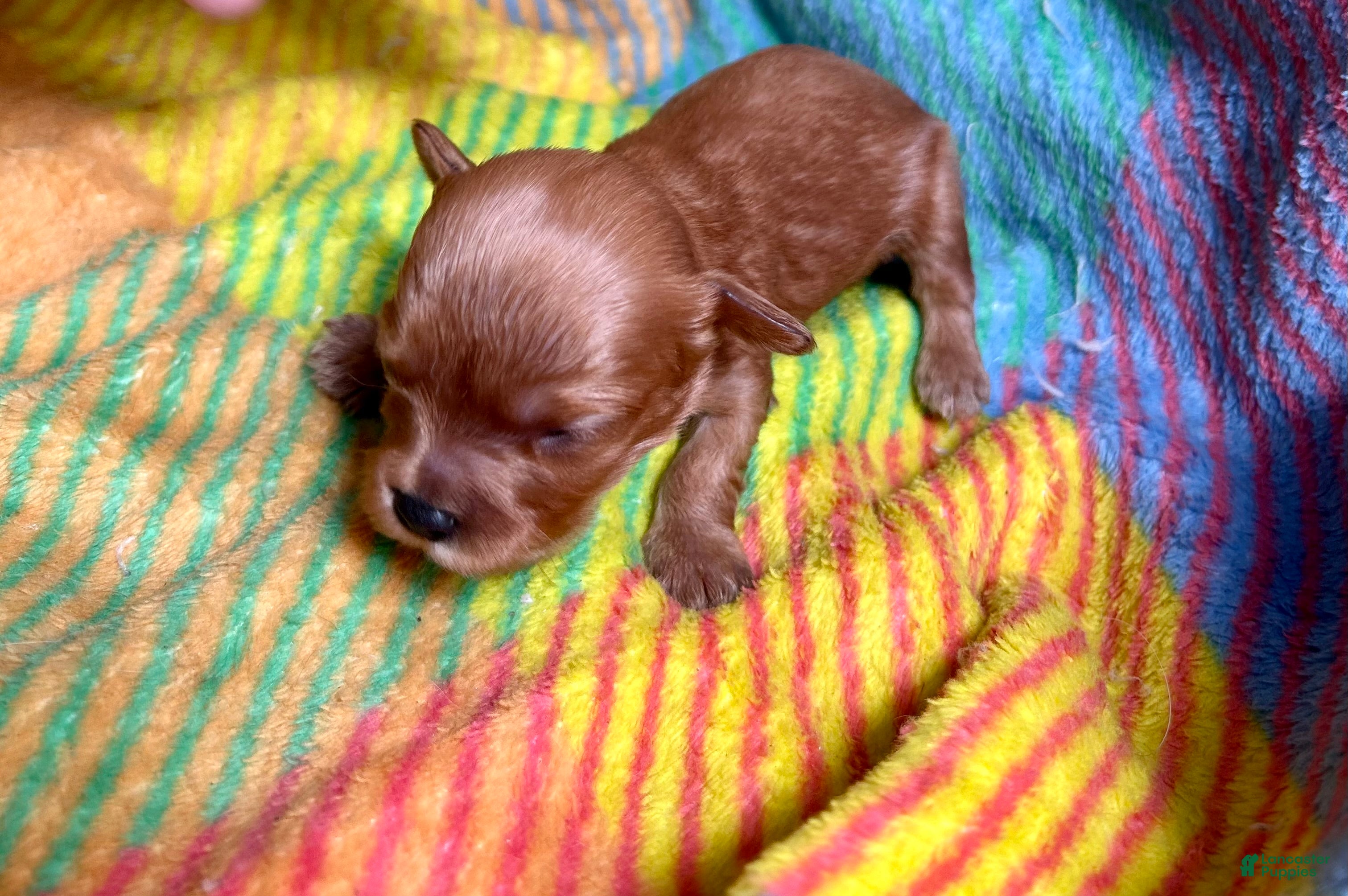 Cavapoo dogs Lil Ben - Ad 28