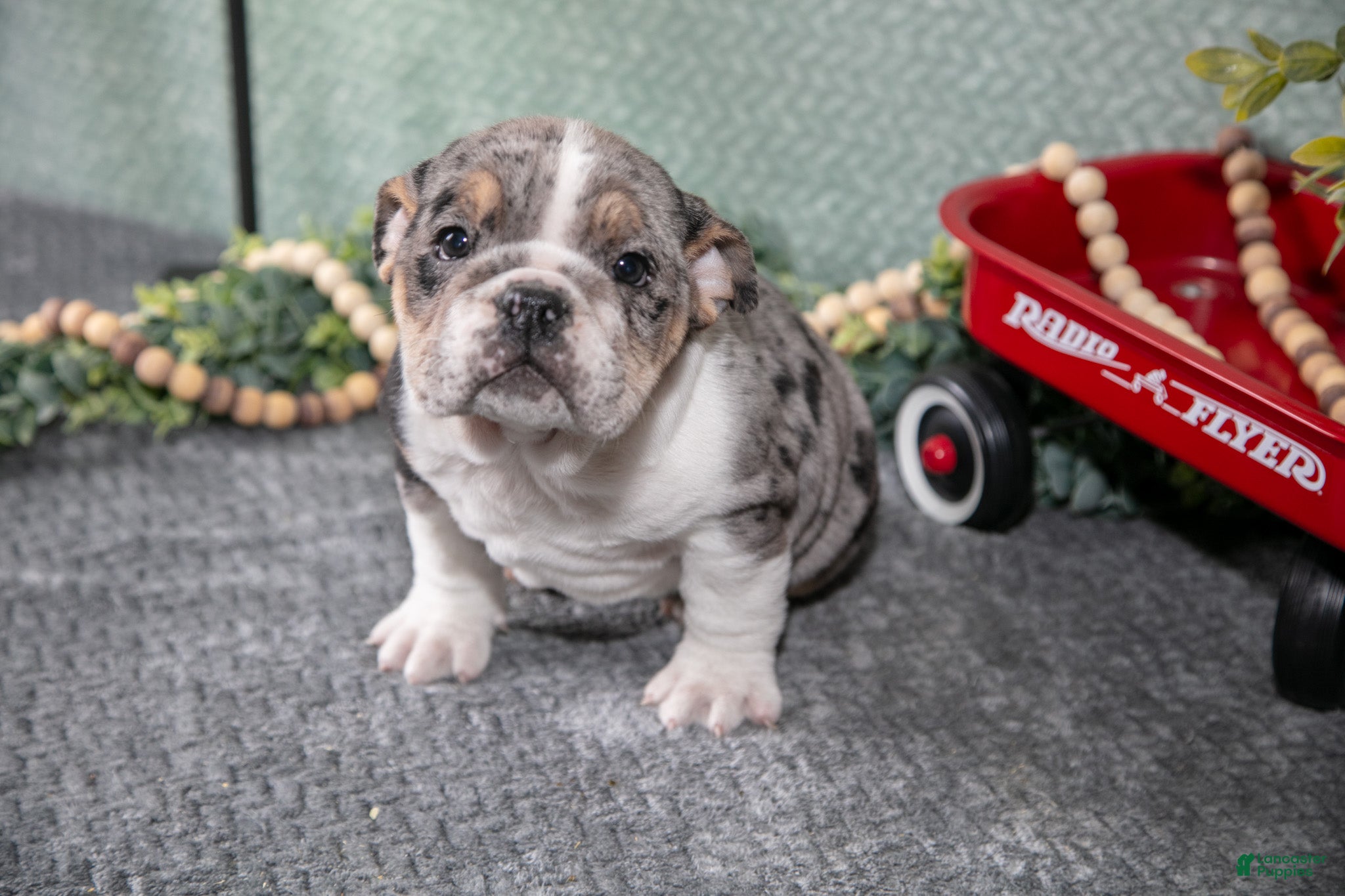 Mixed Breed dogs Tatiana - Ad 25